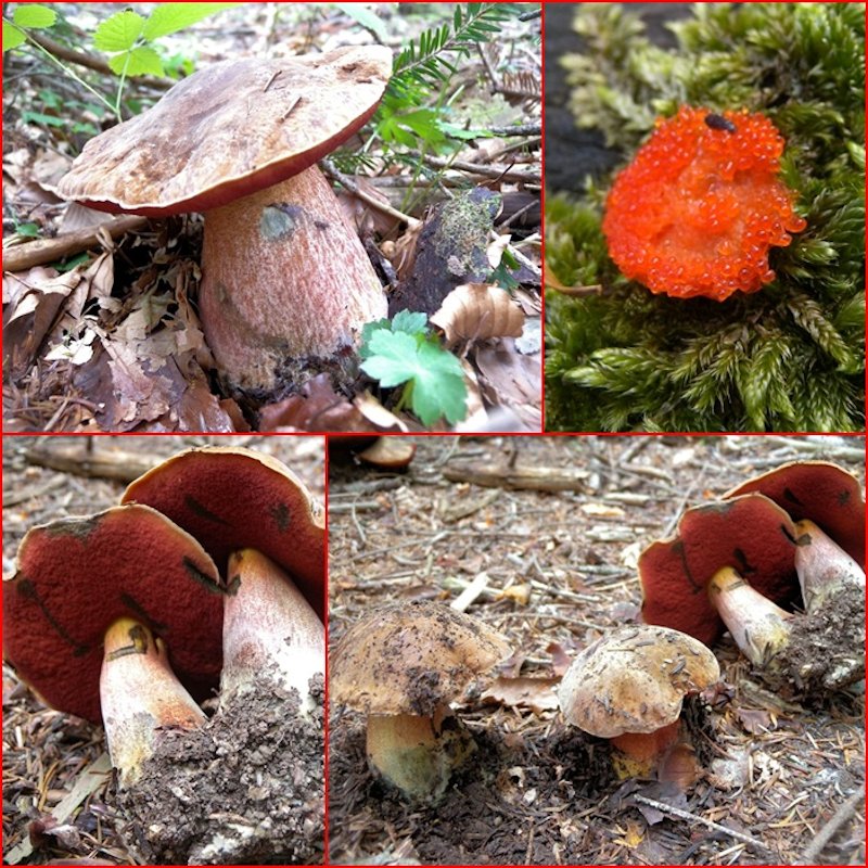 Funghi dall''Appennino